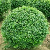 小葉女貞球價(jià)格 小葉女貞球批發(fā)