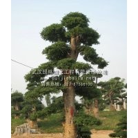 對節(jié)白蠟大樹 對節(jié)白蠟價(jià)格