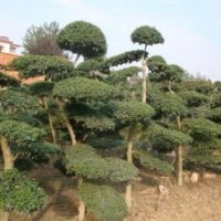檜柏造型,小葉女貞造型樹,羅漢松造型