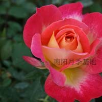 供應大花月季南陽月季基地