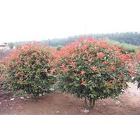 紅葉石楠樹，紅葉石楠球，紅葉石楠小苗銷售