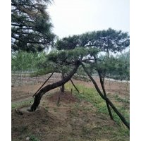 大量出售造型松樹10到60公分