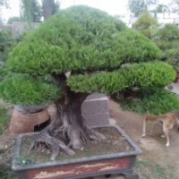 低價轉(zhuǎn)讓大師級盆景精品500棵；松柏類；雜木類