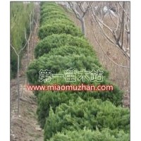 現(xiàn)有獨(dú)干龍柏球高度六十厘米冠幅一米二以上均為實(shí)球