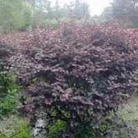 成都紅繼木價(jià)格 成都紅繼木報(bào)價(jià) 紅繼木品種 紅繼木規(guī)格