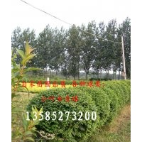 自家苗圃出售各種球類；金葉女貞球、小葉女貞球、紅葉石楠球