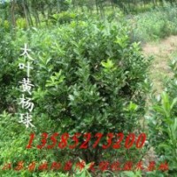 黃楊球、龍柏球、冬青球、火棘球，紅葉石楠球,龜甲冬青球