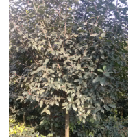 獨(dú)桿石楠球、櫻花大量出售