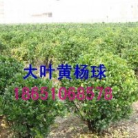 冬青球價格、哪里冬青球質(zhì)量好、發(fā)往山東冬青球、冬青球哪里多、