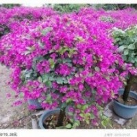 三角梅 福建三角梅 福建勒杜鵑 云南三角梅 福建三角梅樁景 福建