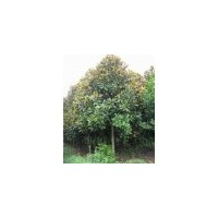 供應(yīng)桂花 西府海棠 紫葉桃