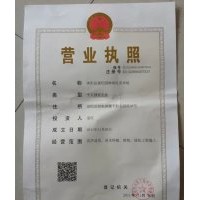 金葉女貞價格 金葉女貞球