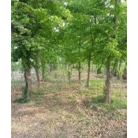 公園用樹（三角楓、樸樹、榔榆、皂角、共74棵大樹）