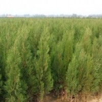 大量出售80以上側(cè)柏