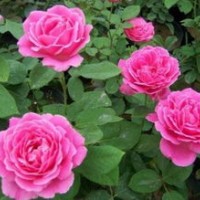 豐花月季、大花月季、紅帽月季、藤本月季、香型月季