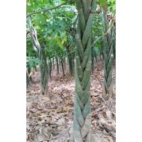 發(fā)財(cái)樹(shù)，幌傘楓(廣傘楓)，農(nóng)民有限公司