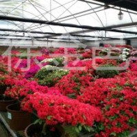 大量供應優(yōu)質(zhì)杜鵑花造型盆景