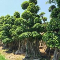 2016批發(fā)福建造型小葉榕樁頭高度5.5米-9.5米，冠幅2米-3.5米