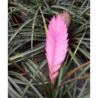 浙江溫州批發(fā)鐵蘭紫花鳳梨，高品質(zhì)鐵蘭花鴻運當頭出售，種植基地