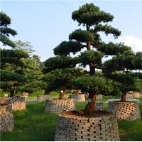 廣東精品羅漢松盆景圖片批發(fā)供應(yīng)風(fēng)景樹花卉盆景