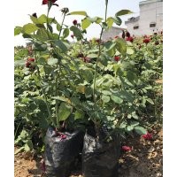 月季盆花,大花月季,豐花月季,批發(fā)月季