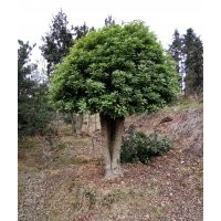 湖南30公分造型赤楠價格 15公分藍(lán)莓樹樁價格 楊梅樹球造型價格