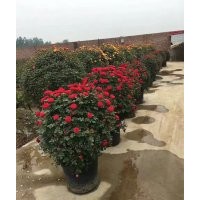月季花球,月季墻,月季花瓶,造型月季，藤本月季批發(fā)