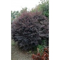 出售紅花繼木球1.8-2米