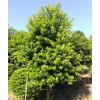 萬(wàn)紫千紅(白銀)