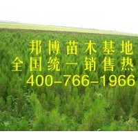 供應(yīng)臨沂油松苗
