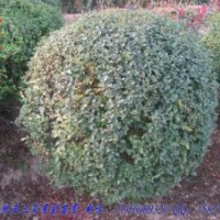 小葉女貞球冠幅50---120 急售 量大