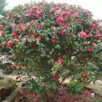 湖南茶梅最新供應(yīng)