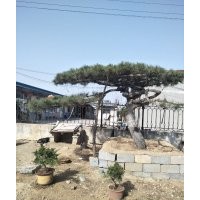 大量出售造型松樹10到60公分