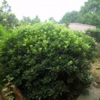 成都海桐價格 成都海桐報價 海桐品種 海桐規(guī)格