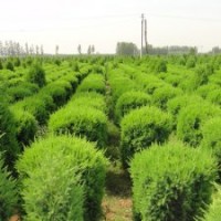 保定哪里賣(mài)檜柏球