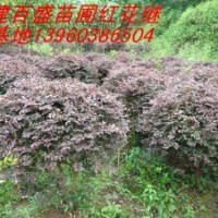 大量供應(yīng)紅花繼木光球