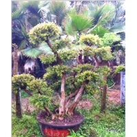 繼木 赤楠 杜鵑 山茶花 供應