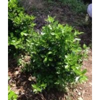 各種規(guī)格大葉黃楊球