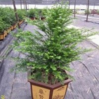 供應(yīng)伊思騰紅豆杉盆栽