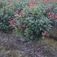 江蘇紅葉石楠基地|紅葉石楠報價