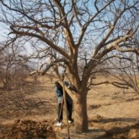 造型景觀海棠樹