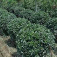 火棘球價格,白蠟價格,構(gòu)骨價格,垂絲海棠價格,大葉黃楊價格表