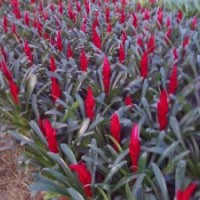 青州鳳梨批發(fā)