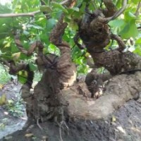 供應(yīng)銀杏盆景（掉拐、自然式）