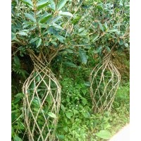 花瓶造型桂花樹(shù)地栽苗批發(fā)