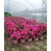 2016漳州三角梅盆苗/小葉榕樁頭/怡森花木基地