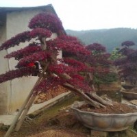 優(yōu)價(jià)供應(yīng)紅繼木樹(shù)樁