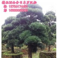 供應(yīng)湖南精品40-60造型日本羅漢松-湖南日本羅漢松價(jià)格