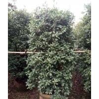 云南地區(qū)供應(yīng)紅葉石楠