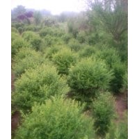 小葉女貞球50-2米 質(zhì)量好